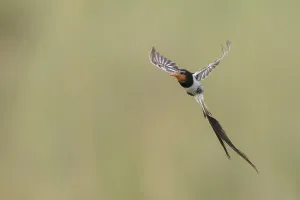 Natural Environment Conservation Drucke: Strange-tailed Tyrant, Alectrurus risora
