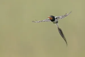 Argentina Nature Reserve Drucke: Strange-tailed Tyrant, Alectrurus risora