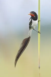 Argentina Nature Reserve Drucke: Strange-tailed Tyrant, Alectrurus risora