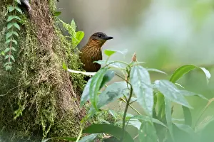 Panama Bird Species Drucke: Streak-breasted Treehunter, Thripadectes rufobrunneus