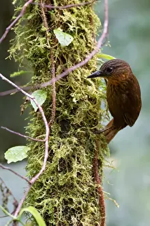 Panama Bird Species Drucke: Streak-breasted Treehunter, Thripadectes rufobrunneus