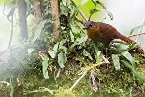 Panama Bird Species Drucke: Streak-breasted Treehunter, Thripadectes rufobrunneus