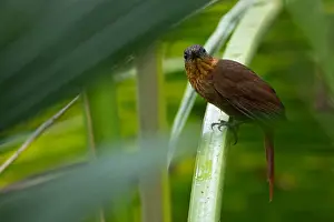 Panama Bird Species Drucke: Streak-breasted Treehunter, Thripadectes rufobrunneus