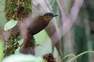 Panama Bird Species Drucke: Streak-breasted Treehunter, Thripadectes rufobrunneus