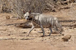 Striped Hyena Drucke: Striped hyena, Hyaena hyaena
