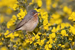 Sylviidae Family Birds Drucke: Subalpine Warbler