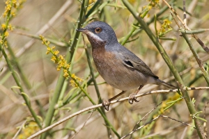 Subalpiner Grasmückchen, Baardgrasmus, Sylvia cantillans albistriata