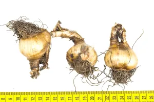 European Garden Flowers Drucke: Summer Snowflake bulbs