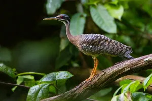 Gerahmter Druck : Sunbittern Gerahmter Druck : Sunbittern