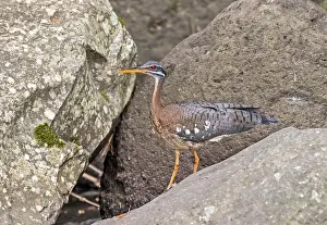 Perched Bird Of Prey Drucke: Sunbittern, Eurypyga helias