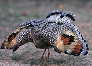 Bilder Datiert 16. Juni 2014: Sonnenbraunhuhn streckt die Flügel aus.