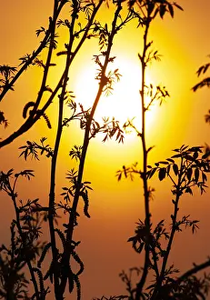 Landscape Photography Netherlands Drucke: Sunset in the Netherlands
