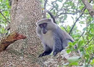 Sykes Monkey Drucke: Sykes monkey, Cercopithecus mitis albogularis