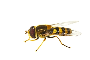 Macro Wildlife Photography Drucke: Syrphus ribesii, Common hover-fly