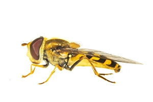 European Hoverfly Drucke: Syrphus ribesii, Common hover-fly