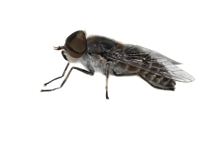Bilder Datiert 13. Juni 2021: Tabanus maculicornis