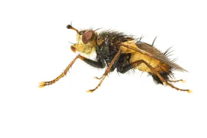 Isolated White Background Insects Drucke: Tachina fera