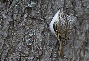 Certhia Familiaris Drucke: Taigaboomkruiper, Eurasian Treecreeper, Certhia familiaris
