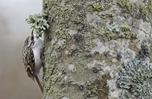 Foraging Bird Drucke: Taigaboomkruiper, Eurasian Treecreeper, Certhia familiaris