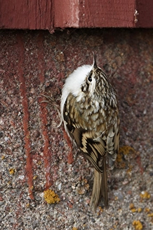 Eurasian Treecreeper Habitat Drucke: Taigaboomkruiper, Eurasian Treecreeper, Certhia familiaris