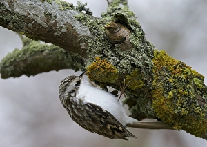 Foraging Bird Drucke: Taigaboomkruiper, Eurasian Treecreeper, Certhia familiaris