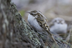 Certhia Familiaris Drucke: Taigaboomkruiper, Eurasian Treecreeper, Certhia familiaris