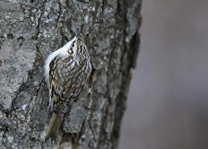 Eurasian Treecreeper Drucke: Taigaboomkruiper, Eurasian Treecreeper, Certhia familiaris