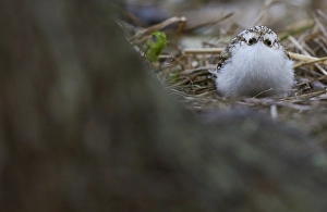 Eurasian Treecreeper Drucke: Taigaboomkruiper, Eurasian Treecreeper, Certhia familiaris
