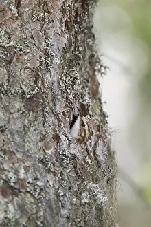 Eurasian Treecreeper Drucke: Taigaboomkruiper, Eurasian Treecreeper, Certhia familiaris