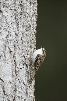 Eurasian Treecreeper Drucke: Taigaboomkruiper, Eurasian Treecreeper, Certhia familiaris