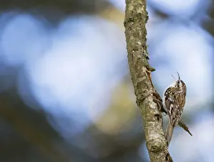 Eurasian Treecreeper Drucke: Taigaboomkruiper, Eurasian Treecreeper, Certhia familiaris