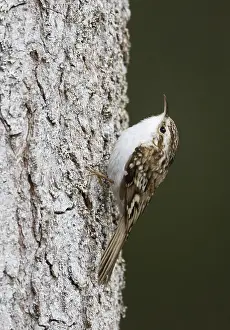 Eurasian Treecreeper Drucke: Taigaboomkruiper, Eurasian Treecreeper, Certhia familiaris