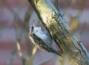 Eurasian Treecreeper Drucke: Taigaboomkruiper, Eurasian Treecreeper, Certhia familiaris