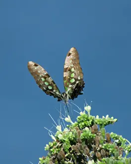 Blue Sky Background Images Drucke: Tailed Jay, Graphium agamemnon