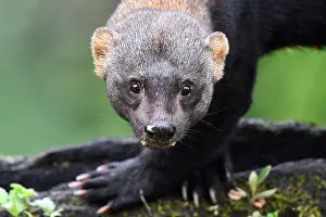 Tropical Forest Wildlife Drucke: Tayra, Eira barbara