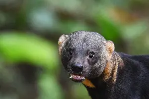 Ecuadorian Rainforest Animals Drucke: Tayra, Eira barbara