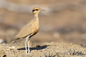 Gerahmter Druck : Temmincks-Drosselhäher, Cursorius temminckii