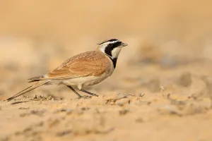 Bilder Datiert 28. März 2018: Temmincks Lerche