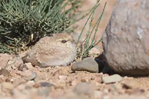 Passeriformes Species Drucke: Temminck's Lark