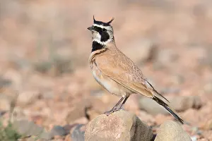 Bird Plumage Drucke: Temminck's Lark