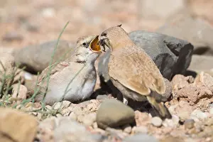 Passeriformes Species Drucke: Temminck's Lark