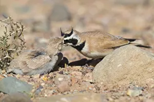 Passeriformes Species Drucke: Temminck's Lark