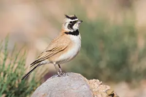 Wildlife Portrait Photos Drucke: Temminck's Lark