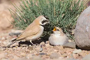 Bird Breeding Habits Drucke: Temminck's Lark
