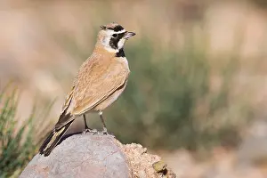 Daytime Nature Scenes Drucke: Temminck's Lark