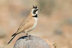 Passeriformes Species Drucke: Temminck's Lark