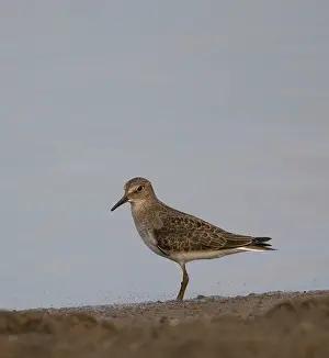 European Nature Reserve Birds Drucke: Temmincks Strandloper, Temminck's Stint, Calidris temminckii