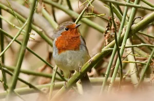 Bilder Datiert 20. Juli 2020: Teneriffa-Robin ist eine jüngste Trennung.