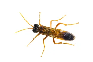 Tenthredo campestris
