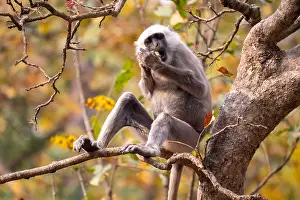 Tree Dwelling Monkeys Drucke: Terai Grey Langur, Semnopithecus hector